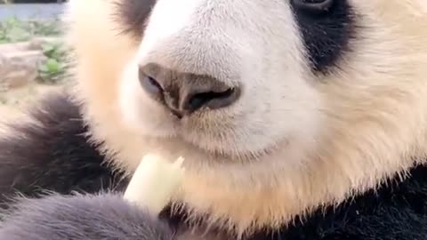 Why panda makes bamboo look so good?