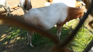 Hungry Family Of Horned Oryx