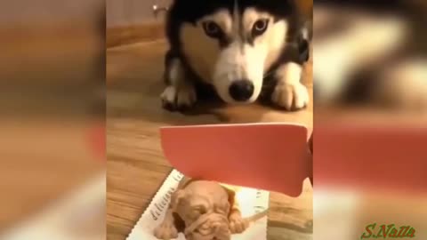 Dogs reaction for cake cutting, dog video, funny video