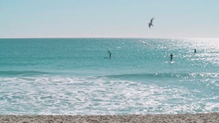 Adorable Gull Surrounded By Seagull Birds Meets on the beach