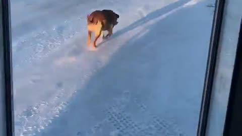 Obedient Community Dog Helps Distribute Food Donations