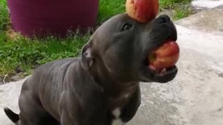 Talented Pooch Balances Fruit