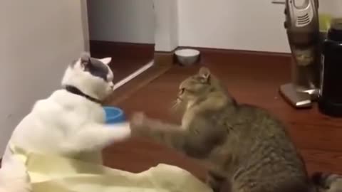 funniest cat and dog