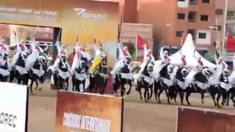 Horses of Morocco tradition