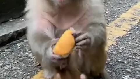 🐒 Cute Baby Monkey🐵