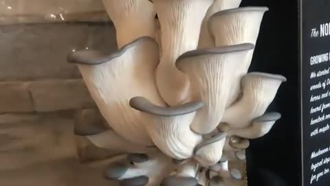 🍄 Oyster mushroom time lapse. #inverse