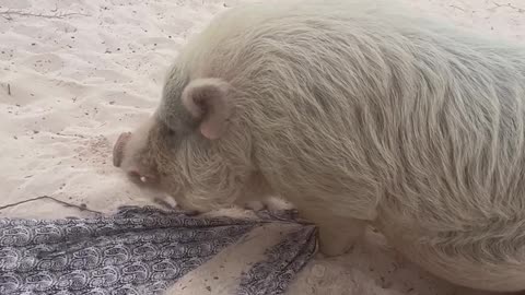 Piggy on the Beach in Mexico