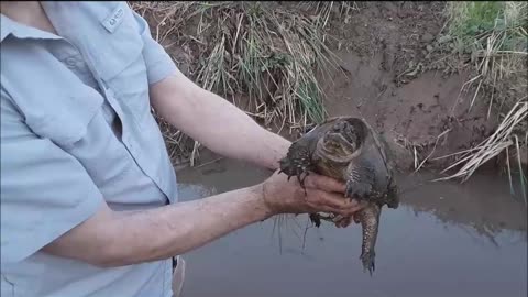 Saving a Snapping Turtle