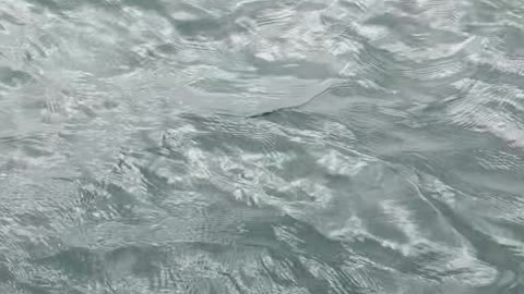 Great White Shark Swims by Fishing Boat