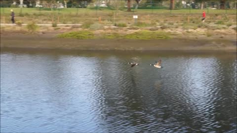 Geese Swimming then Flying Away
