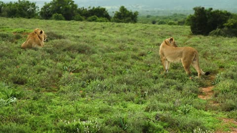 Roaring Majesty: Witness the Raw Power of Lions as They Rule the Forest