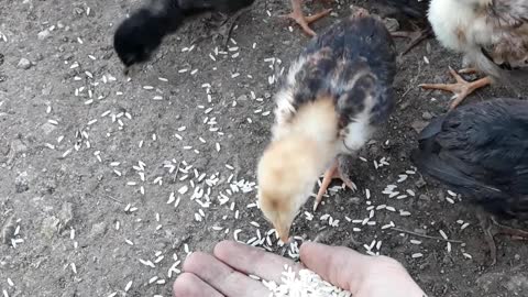 Chickens eat from my hand