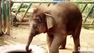 An Elephant Small lifts car Tire
