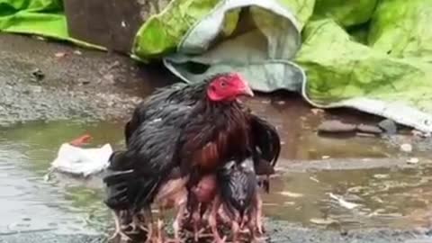 Heartwarming moments Mother birds protecting their young,mother nature