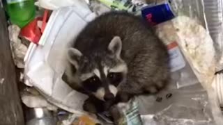 Adorable Raccoons get Stuck in Dumpsters