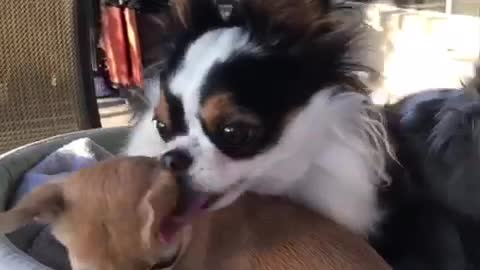 Chihuahua puppy does not want a bath