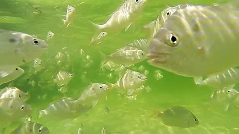 Underwater view of fish in Florida