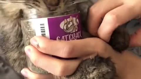 Most Cat Funny Video 2 0 2 1