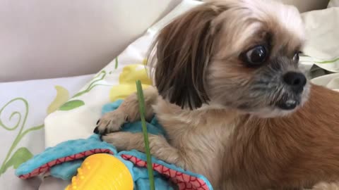 Dog eats lemon grass