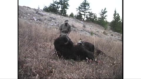 Bison Hunt with a Bow