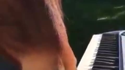 horse playing piano by mouth
