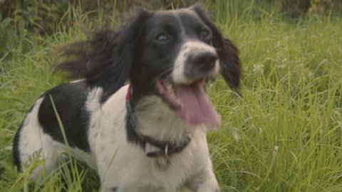 Tracking Shot of Dog Playing In Tall Grass--FH