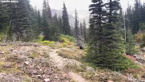 Hiker Uses Bear Spray on Grizzly, But Instantly Regrets It