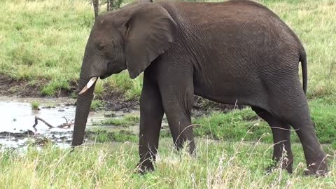 elephants, wildlife in the mountains