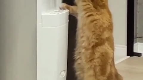 A beautiful scene of a cat drinking water by itself