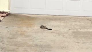 A Neighborhood Rat And A Snake Clutched In An Epic Battle