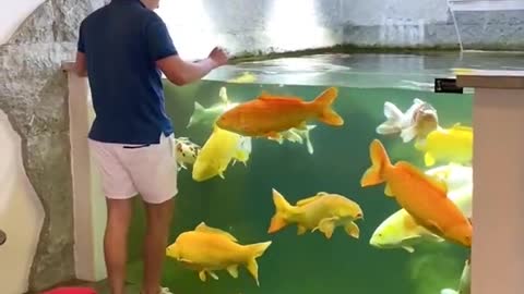 Amazing Indoor Koi Pond! #Shorts