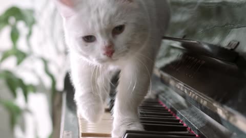 cat plays the piano