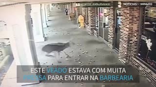 Veado quebra vidro para entrar em barbearia nos EUA