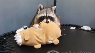 The raccoon is venting his anger on the teddy bear.