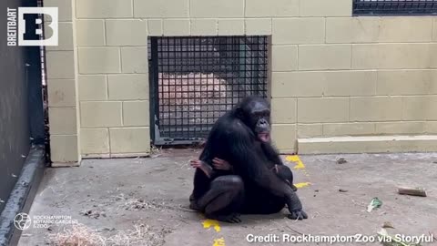 HEARTWARMING Moment Baby Chimpanzee Is Reunited with Mother After Surviving Snake Bite