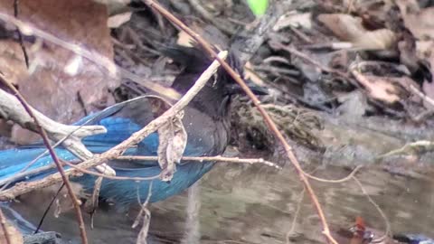 Stellar's Jay bathing in Stevens Creek