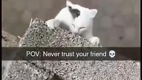 this is why we should never trust our friends:) #funny #cats #trending #needsupport