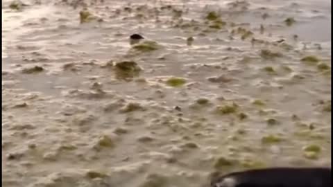 The baby turtle quickly ran out to sea