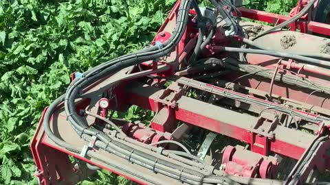 Sugarbeet harvest