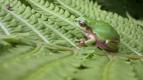 Frog On A Leafy Branch