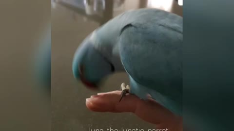 Clever parrot knows how to give kisses