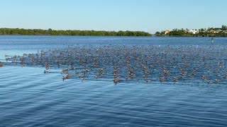 Massive Flock of Ducks Migrate above Kayaker