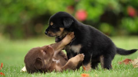 Cute little puppies playing on the grass