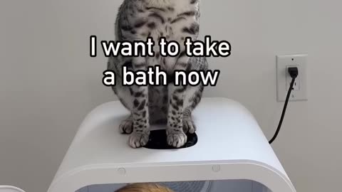 When your cat doesn’t like taking a bath