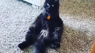 Crazy Kitty Casually Sits On The Floor Just Like A Human