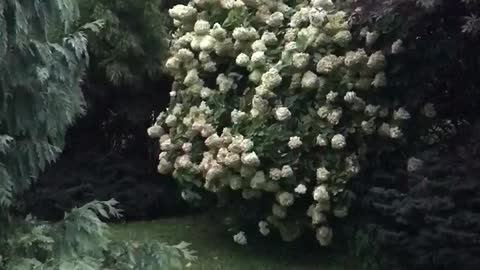 A beautiful plant for your landscape. limelight Hydrangea that is at Highland Hill Farm