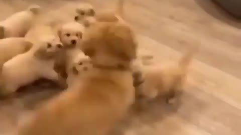 Teaching the small floofs