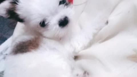 cute shitzu puppy