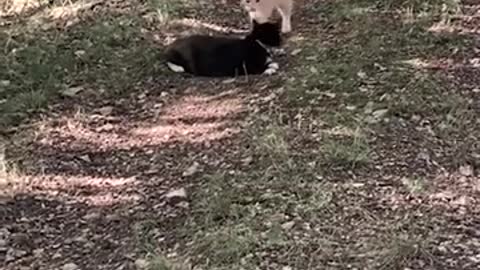 Tiny tabby kitten befriends the wild deer who visit her yard — and ends up snuggling with them 💗