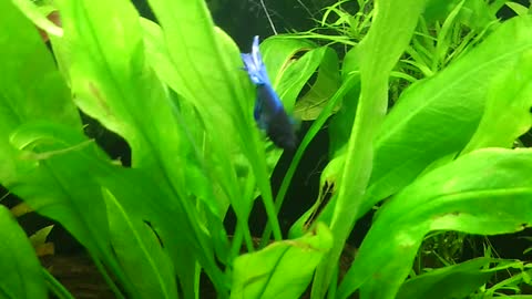 Betta fish(butterfly half-moon)